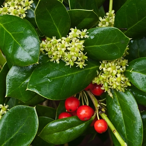 Holly Dwarf Burford Shrub